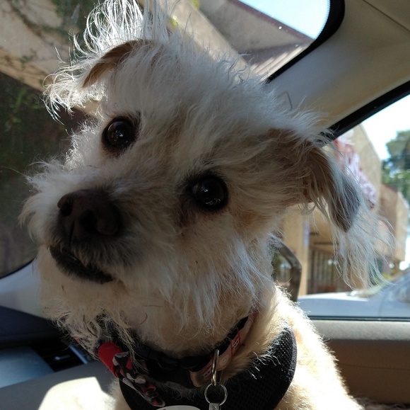 🐶 Make Me An Offer! 😁 - Picture 1 of 1